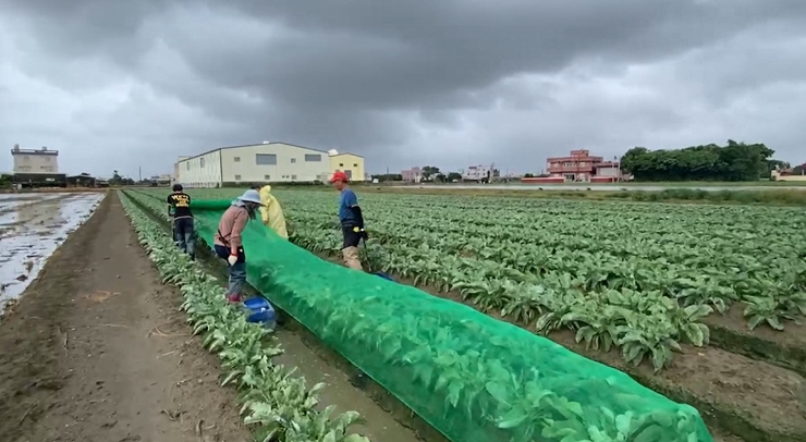 凱米逼近！農民搶收紅棗、苦瓜　花椰菜蓋網子擋風雨