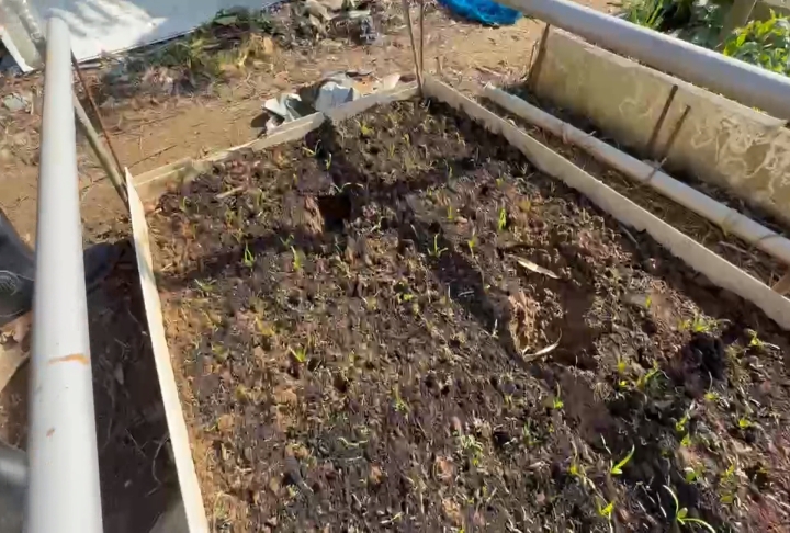 果園遭牛隻闖入「吃草莓、踐踏」　　新竹動保所將調查