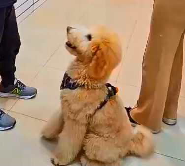 「毛小孩」想什麼? 溝通師:飼主行為影響寵物心情