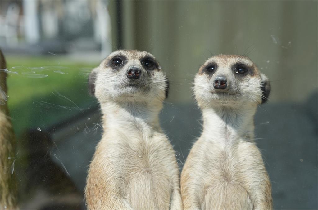 麗寶樂園親子農場試營運!「玖壹壹、安心亞」將現身週末路跑演唱會