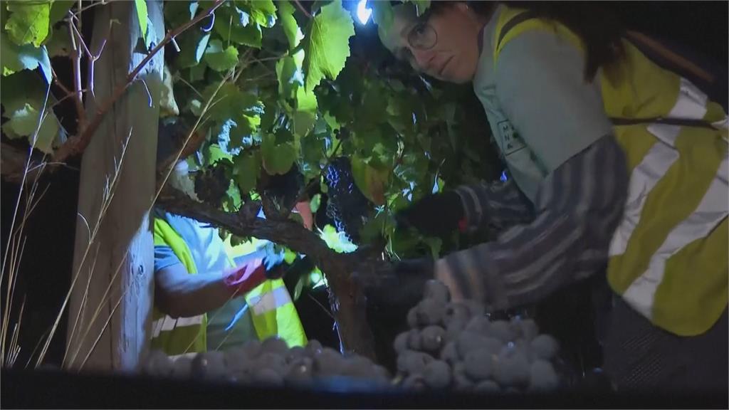 全球暖化影響葡萄酒採收　葡萄牙酒莊改夜間收成