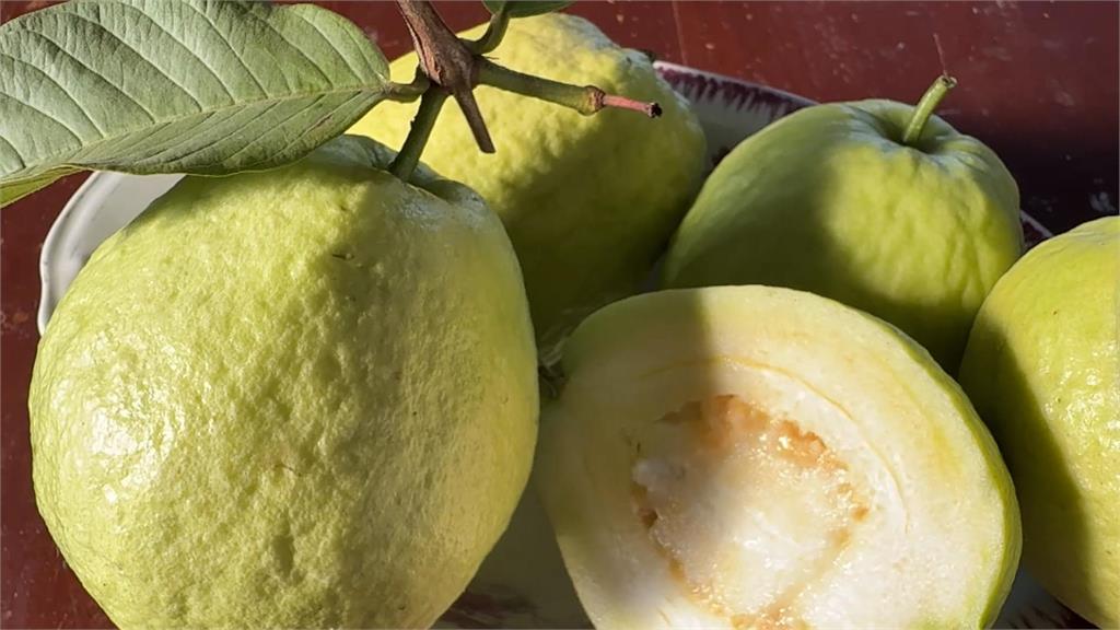 獨／高雄果農實力大賽　依外觀、口感選出「芭樂冠軍王」