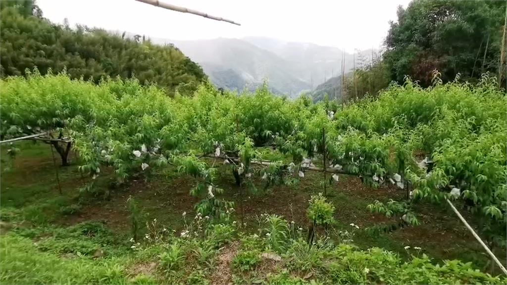 新品種「紅金桃」遭受猴害！　颱風同時逼近果農憂產量大減