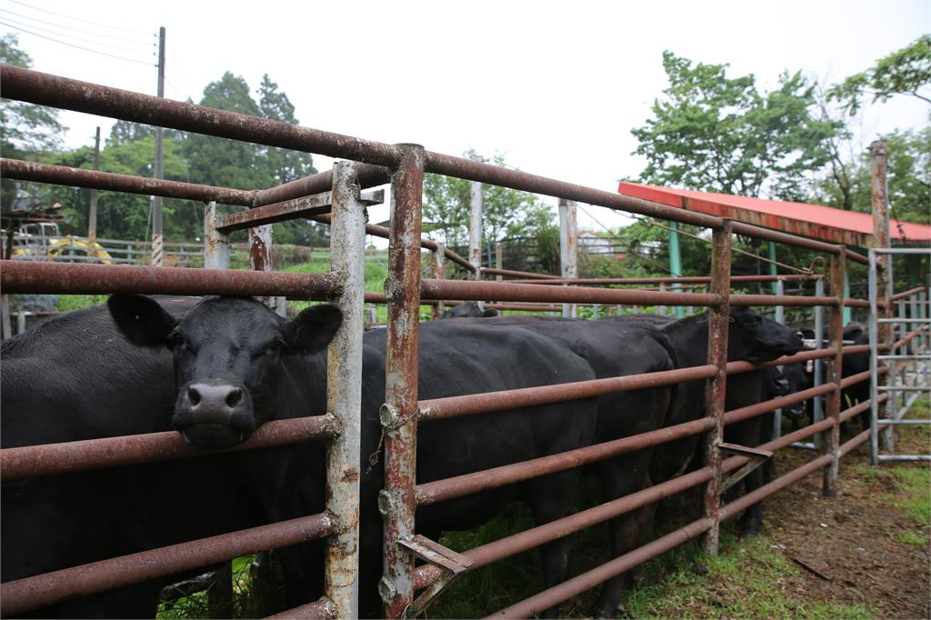 牛牛掰掰！清境農場出售22頭安格斯牛　結束一甲子飼養牛業原因曝光
