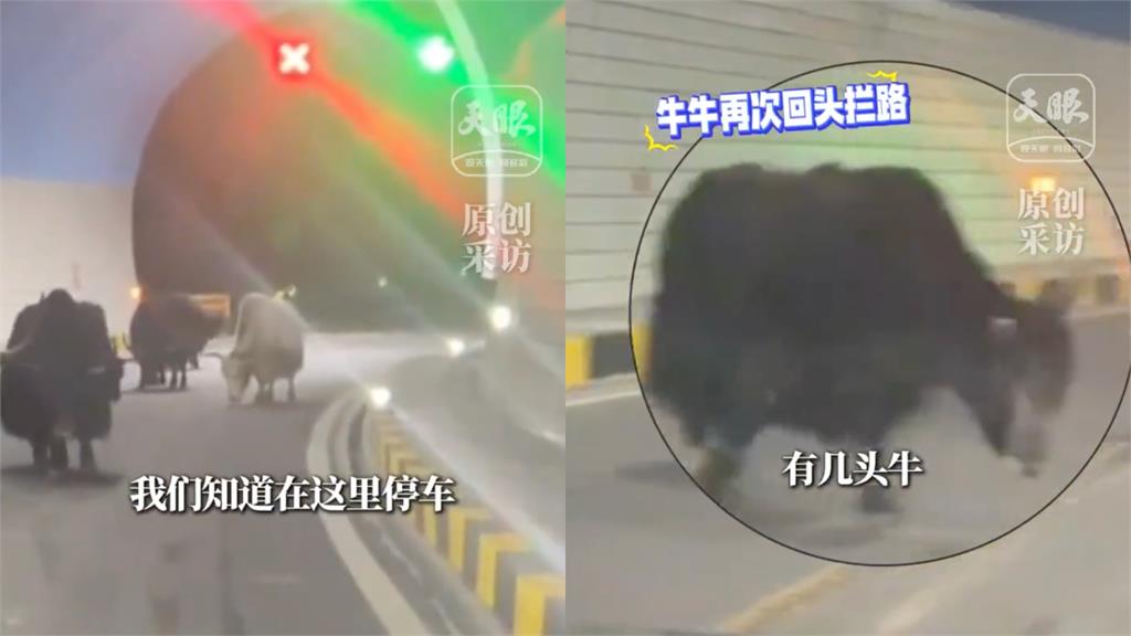 西藏自駕遇犛牛「死不讓路」！驚人巧合她見「隧道外這幕」喊：救了一命