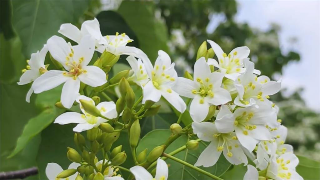 苗栗油桐花祭結合在地文化 音樂會滿足民眾視聽覺的享受