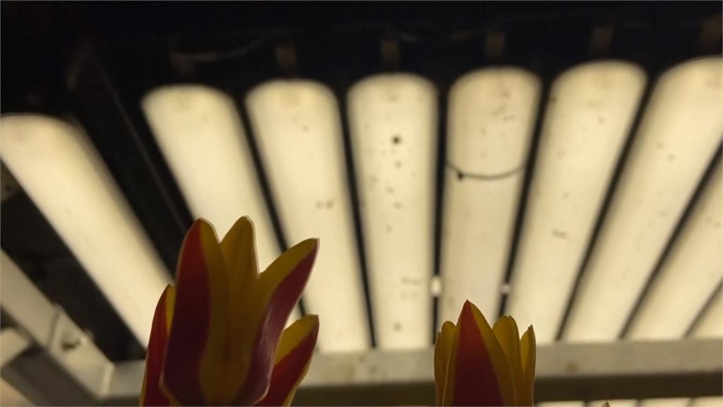 AI助攻花卉培育　機器巡田幫花朵除害