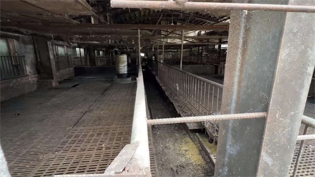 梧棲養豬場疑爆非洲豬瘟 豬農悲嘆:一夕破產