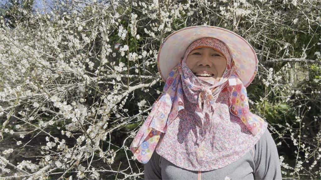 邂逅台灣之美！台東鸞山部落梅花盛開　遊客搶拍「雪白隧道」