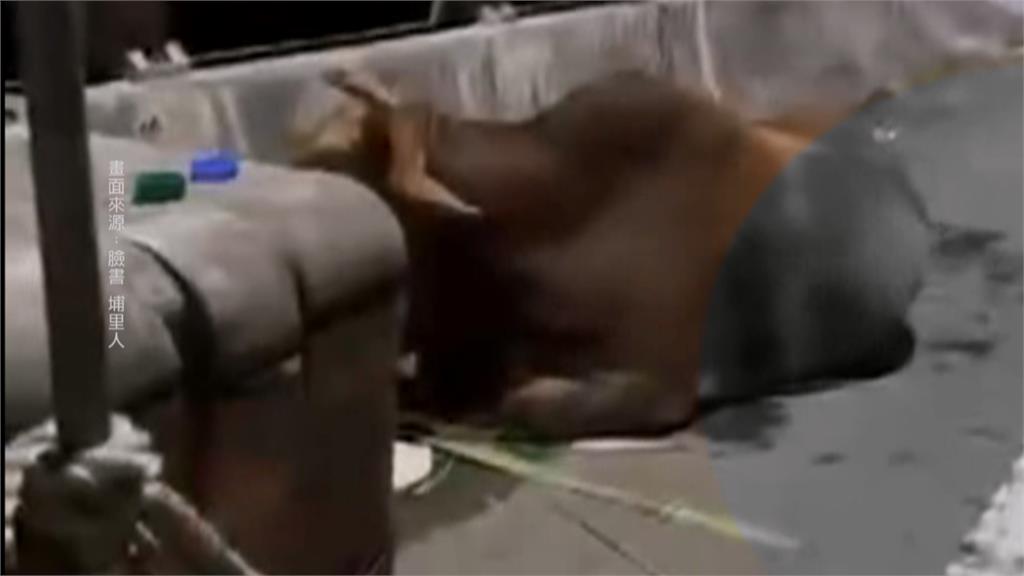 不捨老牛遭拖行受傷 善心人士買下送台南「養老」