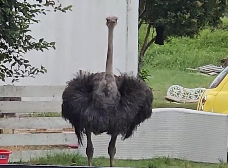 宜蘭驚見鴕鳥半夜「狂飆16公里」　疑被間歇性陣雨「嚇到逃家」