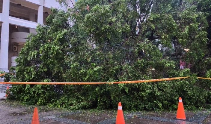 逢甲大學樹倒壓死碩士生5人均不起訴　母落淚提再議、控副校長「涉做偽證」