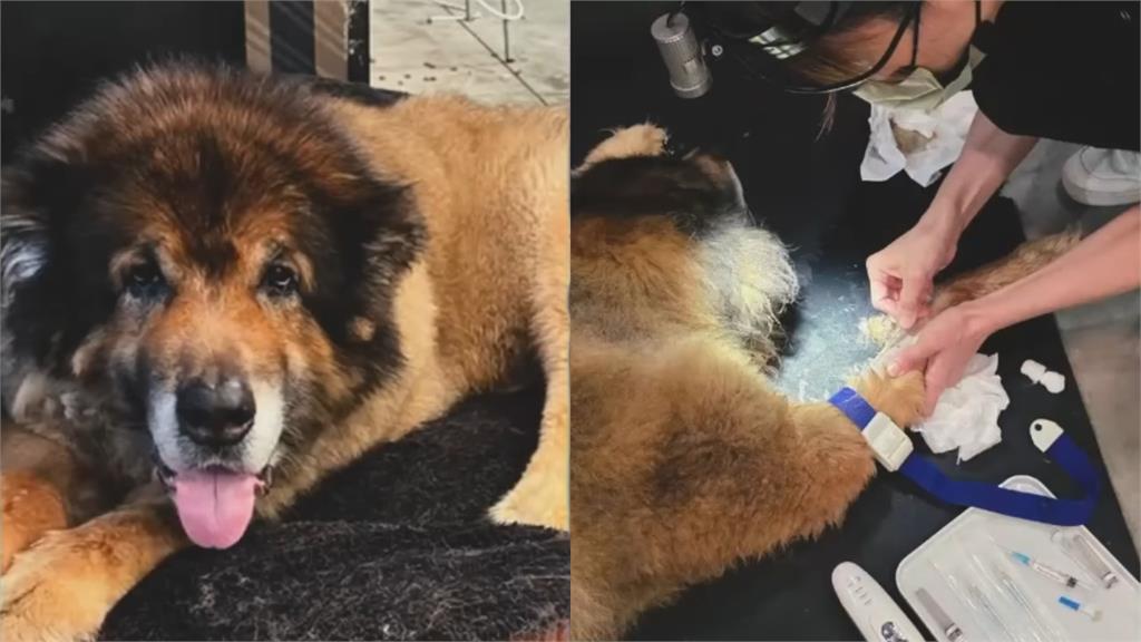 昔攻擊老婆害流產…館長愛犬離世!安樂死前夕「最後道別」畫面曝:我愛你兄弟