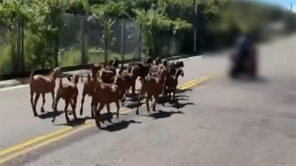 口渴了！被19隻羊尾隨追著跑　提水桶男嚇壞報警