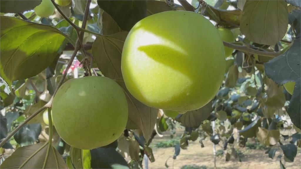 申請災損賠很方便！鹿陶洋氣象觀測站　隱身青農私人果園