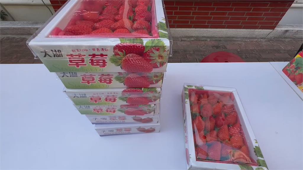草莓業者欠稅9萬　20籃草莓1元起標拍賣還款