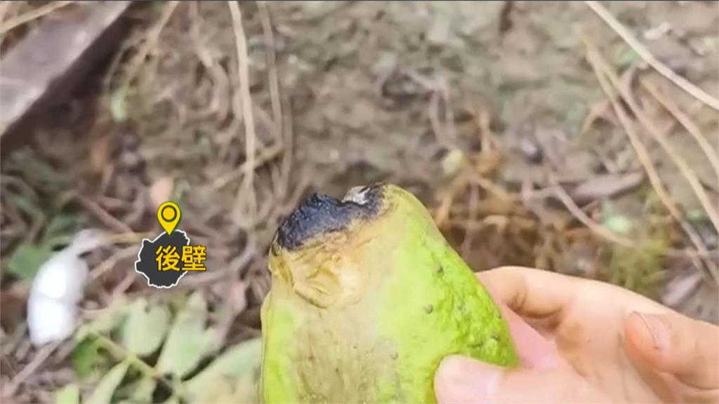 丹娜絲重創南部果農　農業部長：採「複合型災害」處理