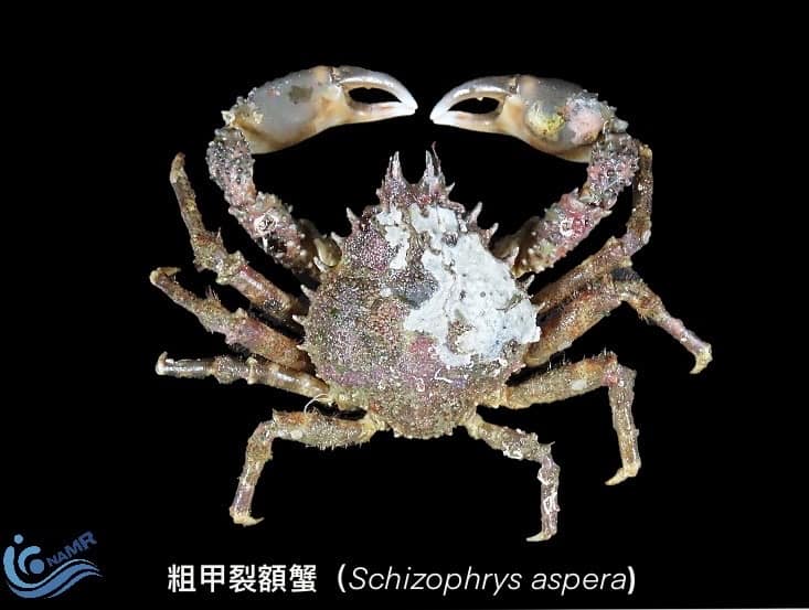 1天可抓上千隻！外來種「武裝雙棘蟹」入侵南台灣　專家：別吃！