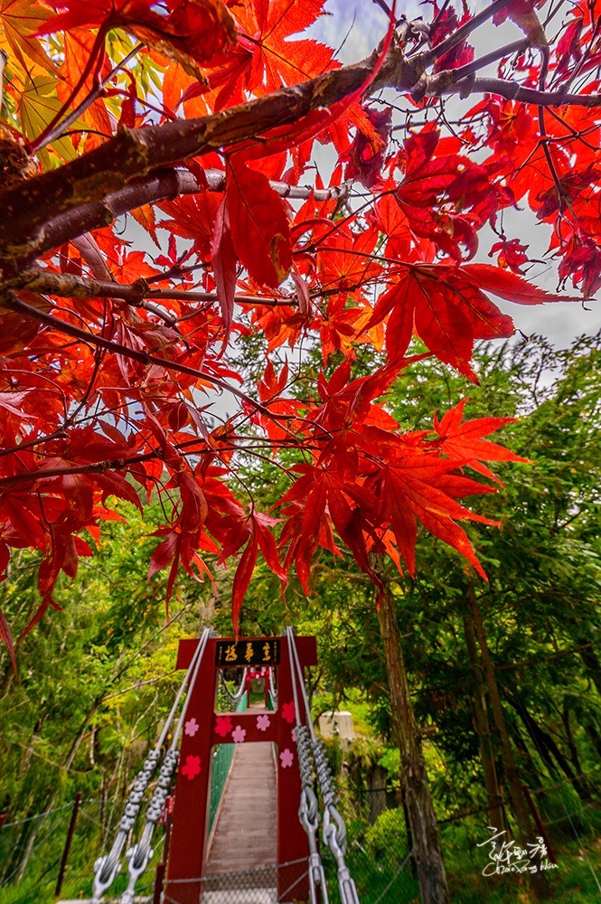 武陵杭菊花季來了！高山採花活動開跑