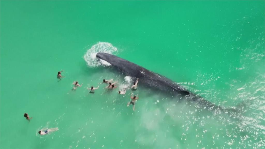 澳洲鯨魚罕見二度現蹤淺灣停留　專家憂「難存活」！民眾好奇觸摸搶拍