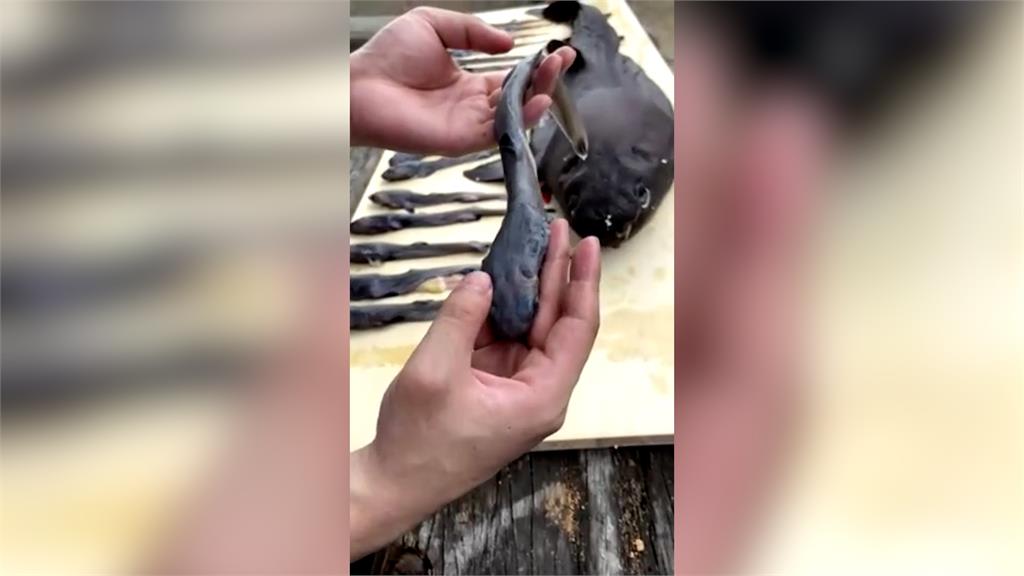 差點變魚丸!南方澳漁民誤捕「深海發光巨鯊」 海洋館剖腹驚見1屍19命