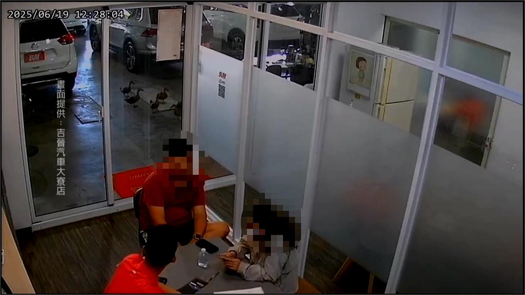 你們要買車嗎？　高雄二手車行「七隻小鴨賞車」畫面爆紅
