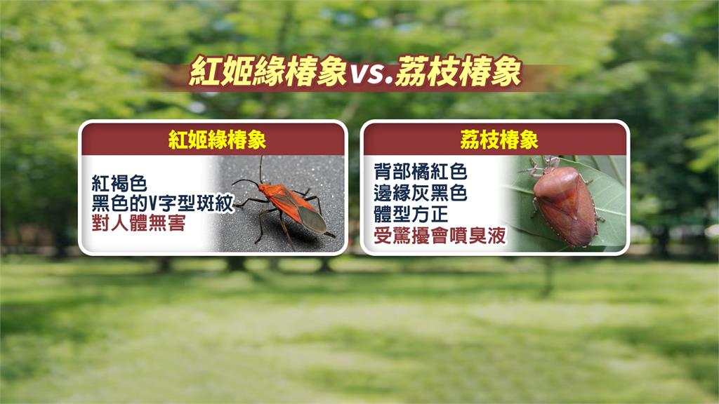紅色蟲軍團出沒新北！　農業局澄清本土「紅姬緣椿象」勿驚慌