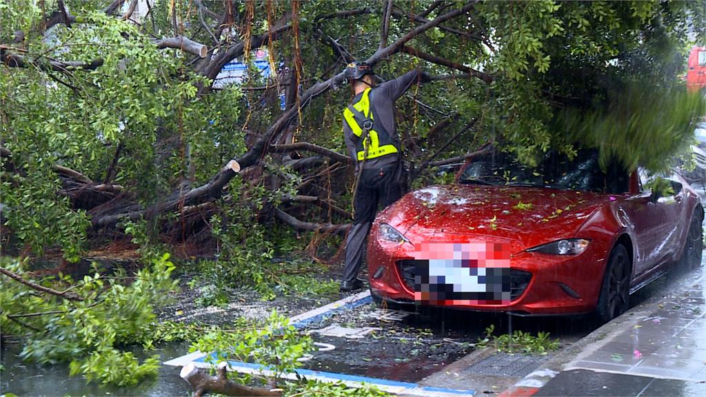 大雨下不停！　萬華民眾百萬名車遭樹壓　幸無人傷