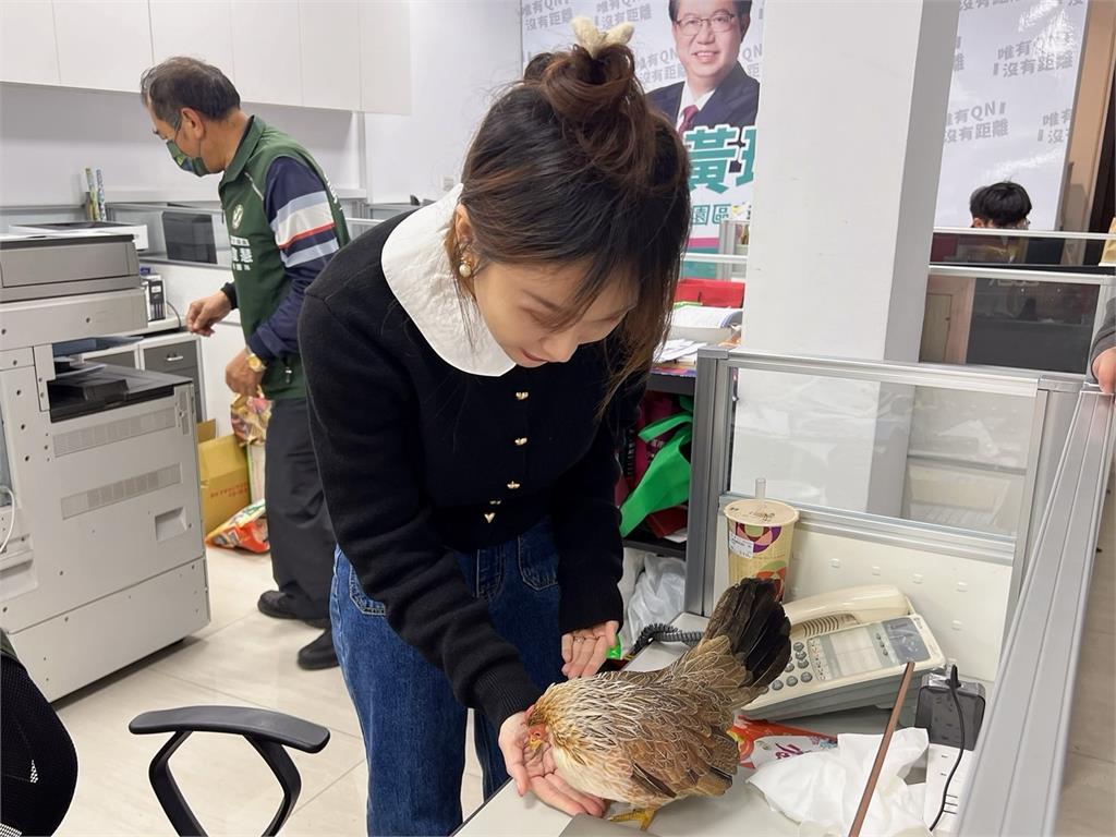 快新聞/超萌!網紅雞「麻油」環島首站去這裡 黃瓊慧嗨:助理以為走失要協尋