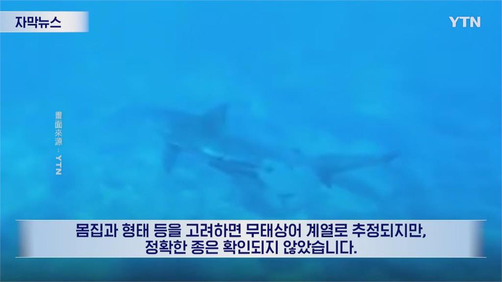 南韓獸害頻傳! 濟州島鯊魚出沒 大邱野豬現蹤步道