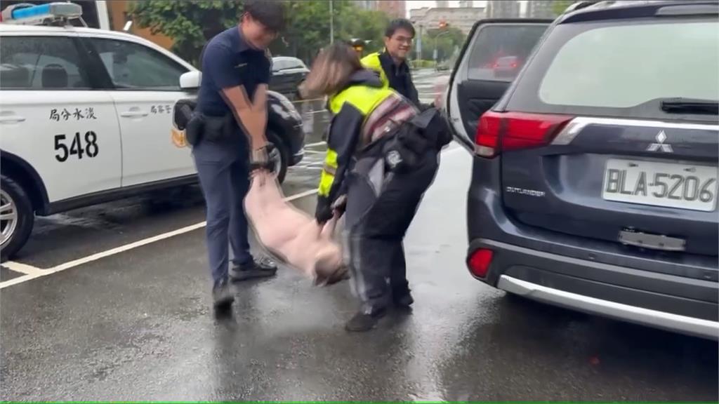 豬豬逛淡水大街！2隻麝香豬閒晃　險遭騎士撞上"一隻在逃"