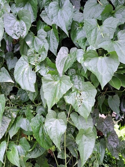 為綠色植物守護家園!桃園市府推「除小花蔓澤蘭換現金」