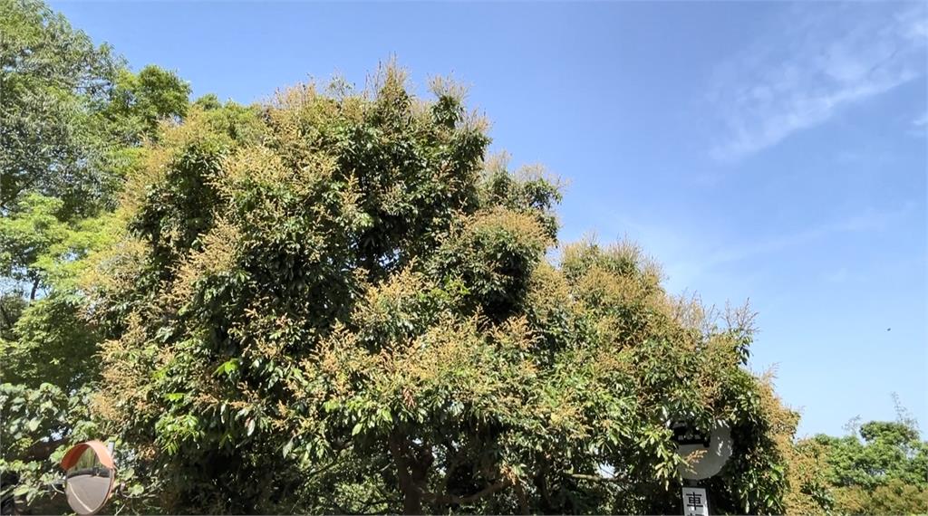 熱搜/今年龍眼蜜大豐收! 台南養蜂「苦盡甘來」採收量多2至3成