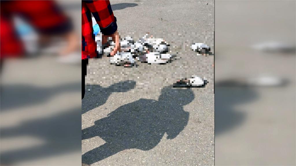 婦人涉餵毒米害24鴿子「當場暴斃」　高雄警調監視器抓人