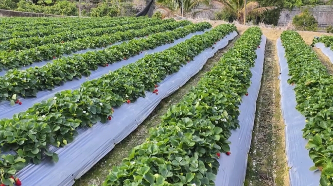 病蟲害影響+年前需求旺盛　草莓價格大漲　零售每斤恐飆破600元