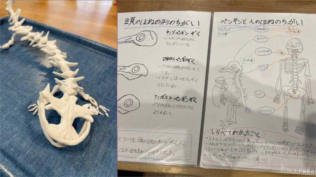 她現在小學二年級吧? 日本女童憑熱愛玩黏土做出「企鵝骨骼標本」