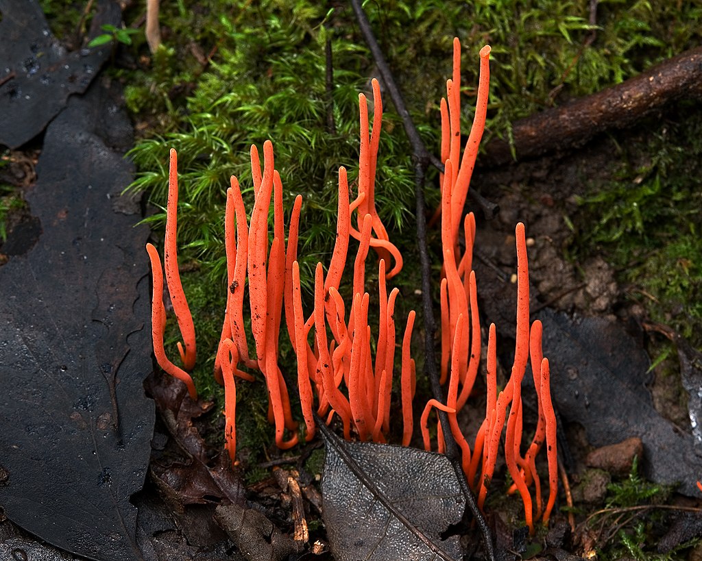 新北烏來驚見「世界最毒」火焰茸？專家研判：應是紅擬鎖瑚菌