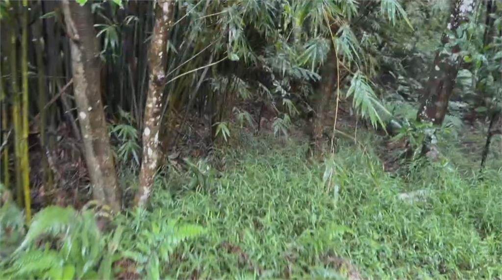 快新聞／陽明山棄屍案！狠心男勒斃女友　今移送地檢