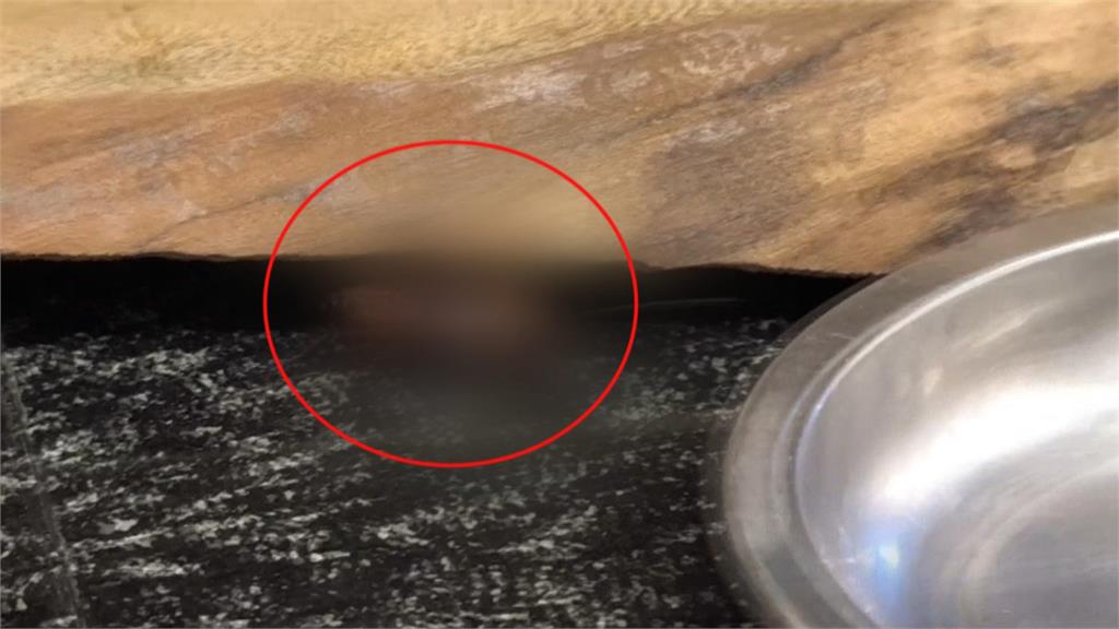 溫泉飯店餐檯赫見大隻「小強」 目擊民眾目測5公分大