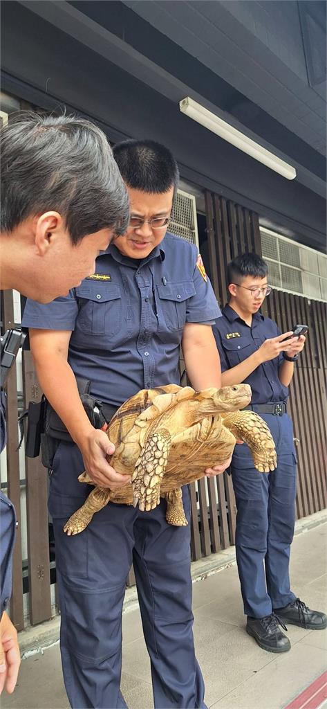 巨大象龜逃家亂竄到處跑 5員警合力抓龜 