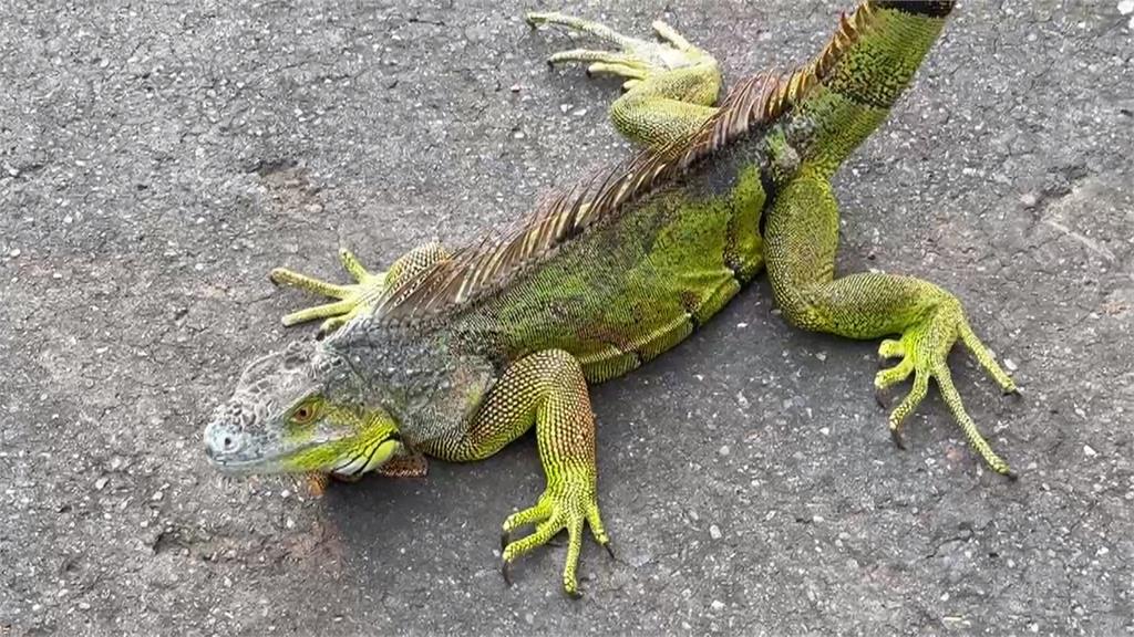 「超巨酷斯拉」闖民宅! 150公分綠鬣蜥撞大門 尖叫聲四起