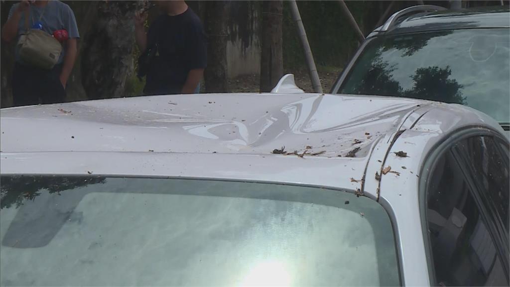 快新聞／細竹竿撐一年！路樹砸爛轎車　高嘉瑜轟：颱風整備假整到市民