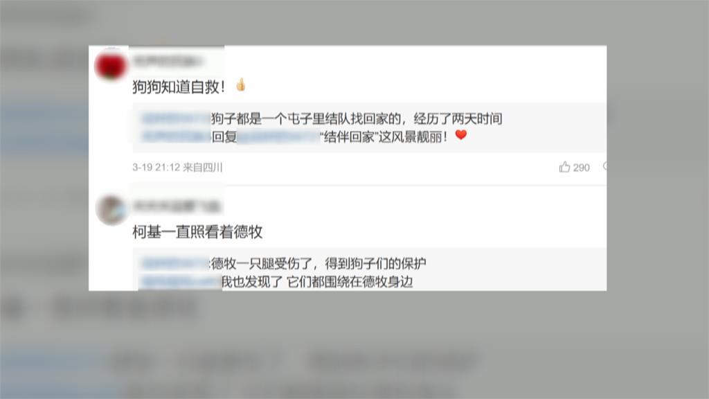 中國吉林7狗結伴逃亡? 暖心故事大反轉「發情期集體遊蕩」