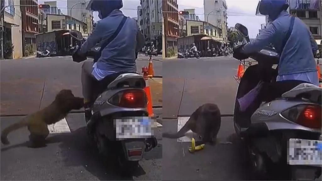 目無王法!高雄鼓山女騎士被「當街搶劫」 屁孩猴犯案落跑畫面曝光