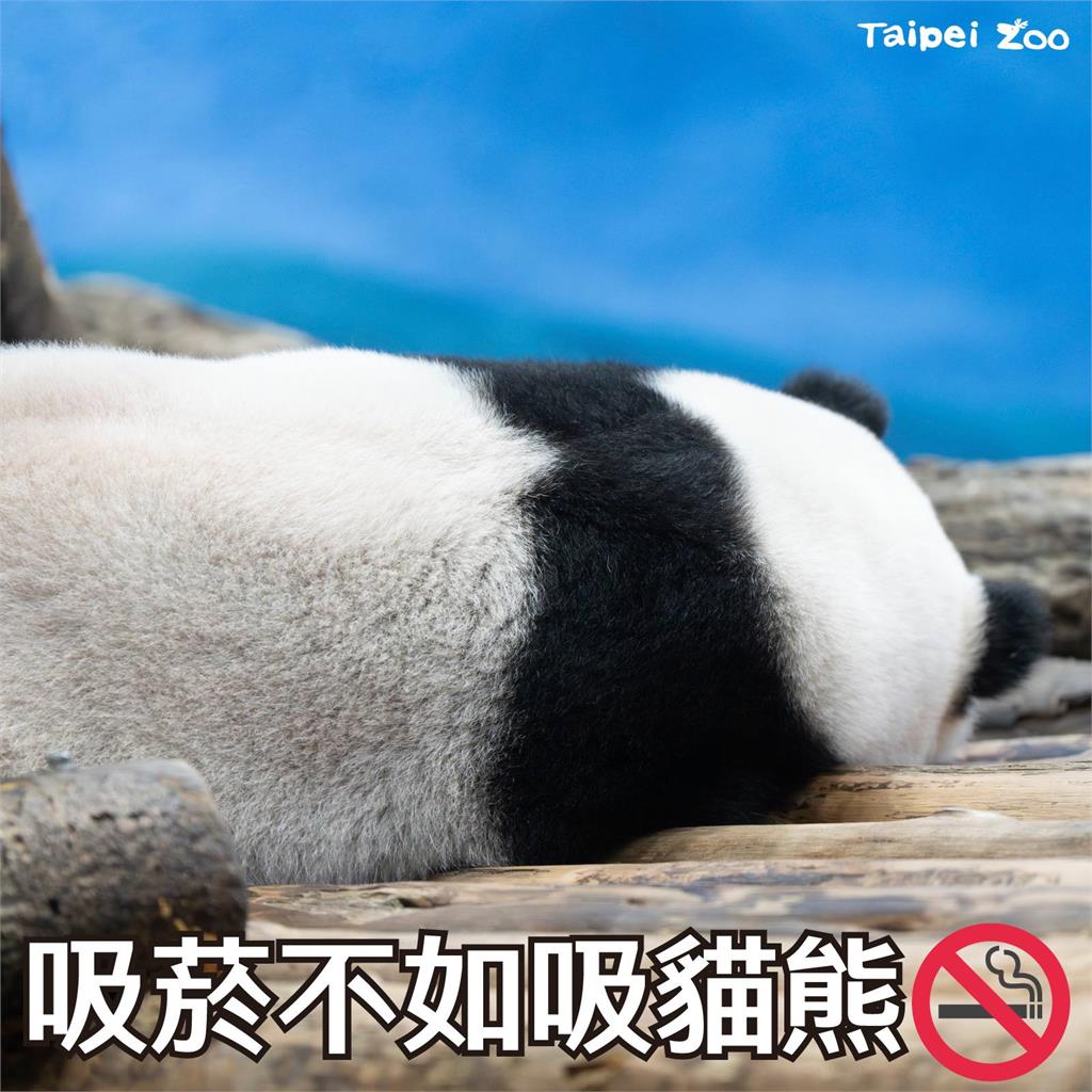 快新聞／台北動物園6/29重新開放！　許多動物寶寶成長中
