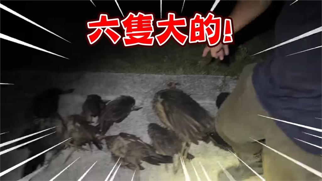 鳥屎從天而降！驚覺「誤入金門孔雀巢穴」　外來種移除達人單日獵殺22隻