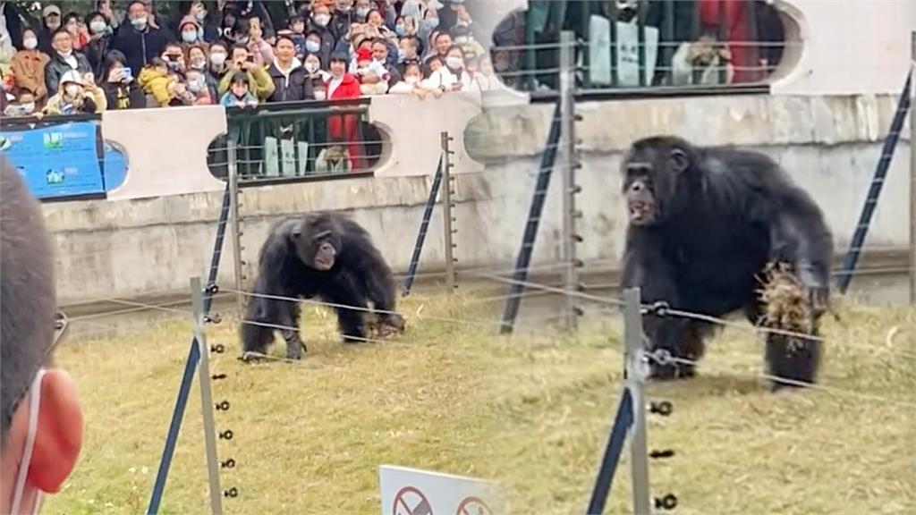 猿聲啼不住！廣西動物園遊客狂模仿猩叫　「丟那猩」疑被激怒投彈回擊