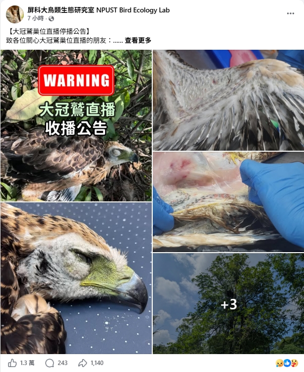 雛鳥「鷲星」直播前猝逝　母鷹「瞳孔震動」崩潰畫面1舉動萬人心碎