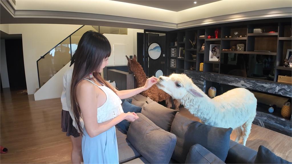 寵物羊駝年收破千萬！　王宥忻再打造二手公益店