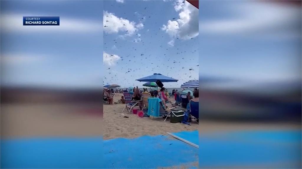 蜻蜓大軍湧入美海灘 遊客聲尖叫拔腿狂奔
